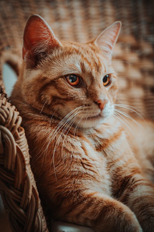 Cute ginger cat with white stripes lying in wicker basket in light room