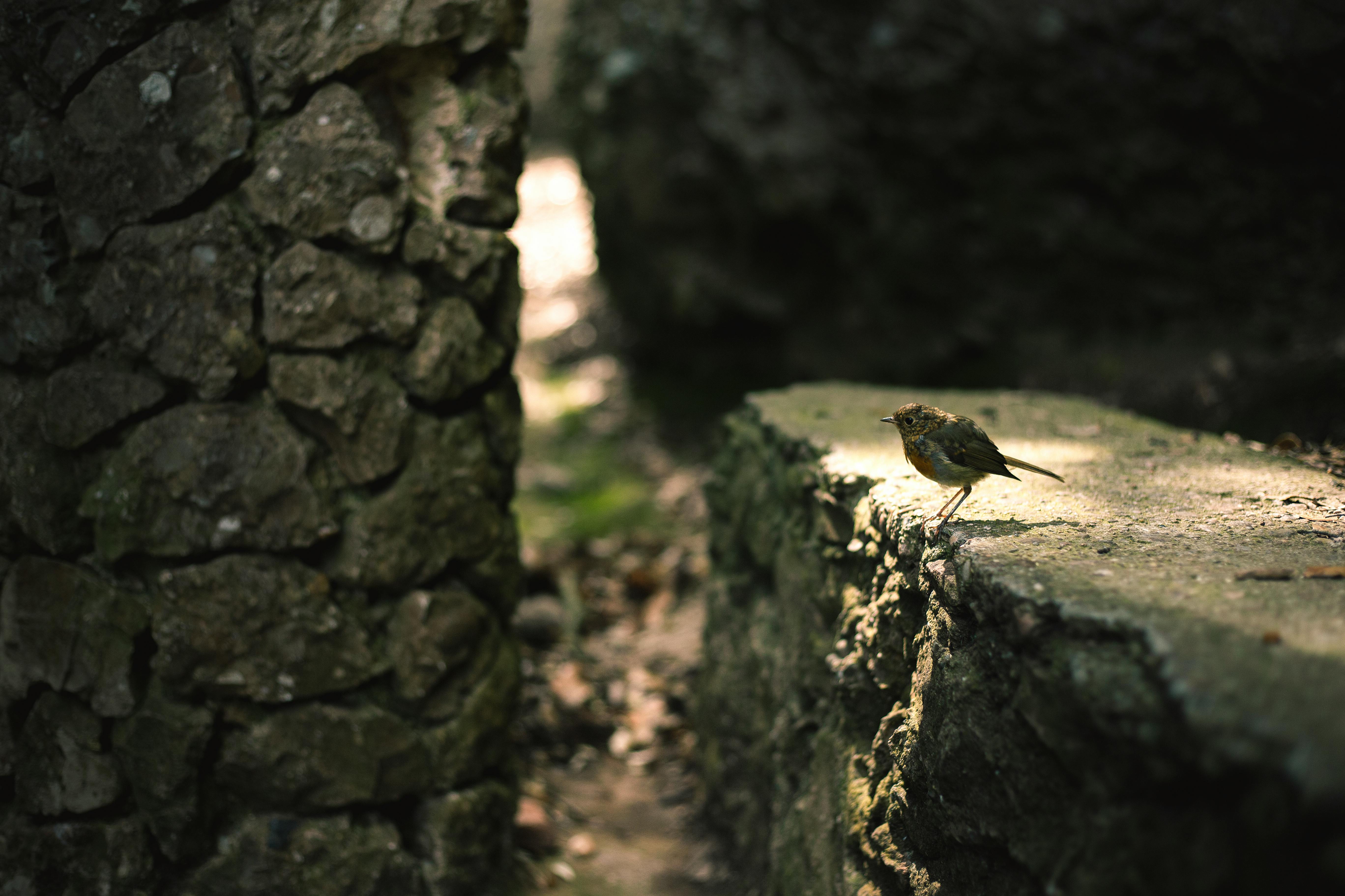 Brown and White Bird on Brown Tree Trunk · Free Stock Photo