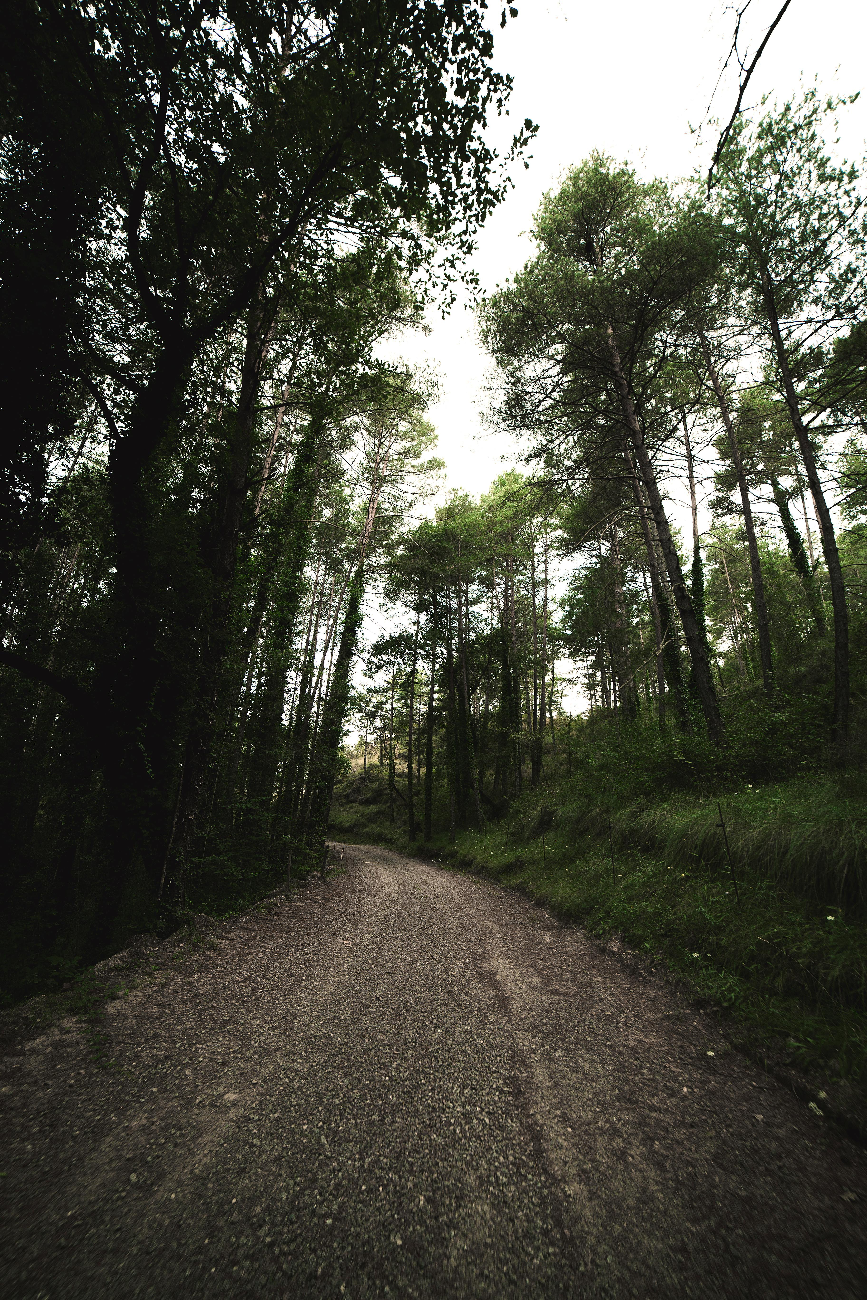 wood road dawn landscape