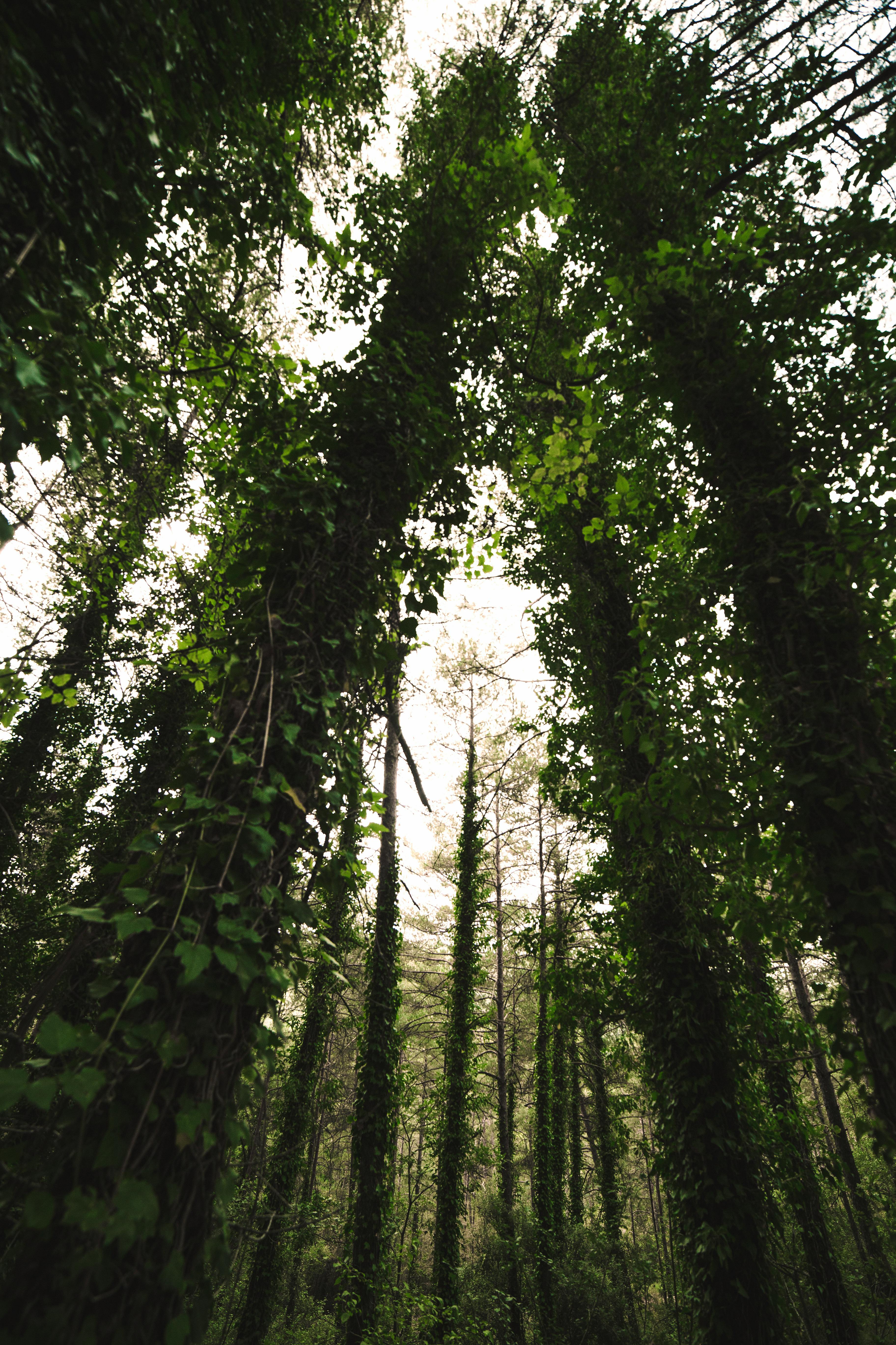 Green Trees in Forest · Free Stock Photo