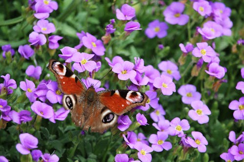 나비, 야생동물의 무료 스톡 사진