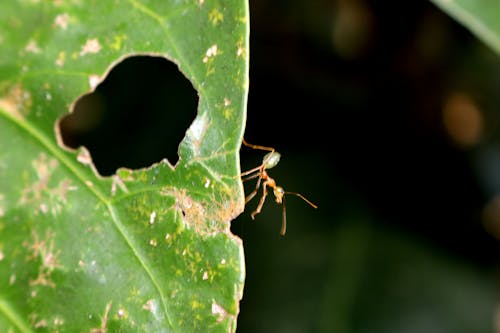 개미, 동물의 무료 스톡 사진