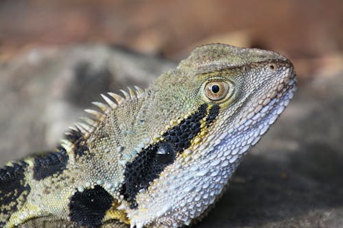 Foto profissional grátis de animais selvagens, animal, cabeça de animal