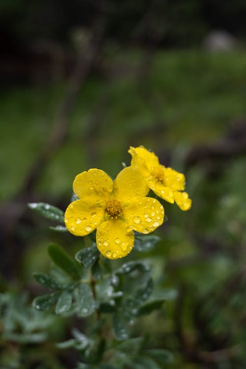 Free stock photo of beautiful flowers, mongolia, mongolian flowers