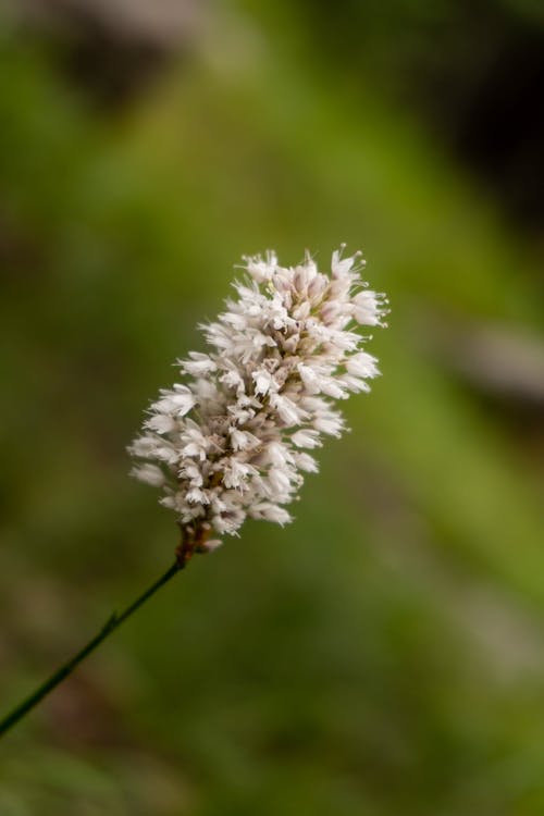 Free stock photo of beautiful flowers, mongolia, mongolian flowers