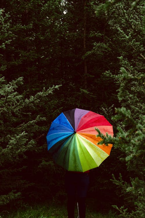 A Person Holding an Umbrella Between Green Trees