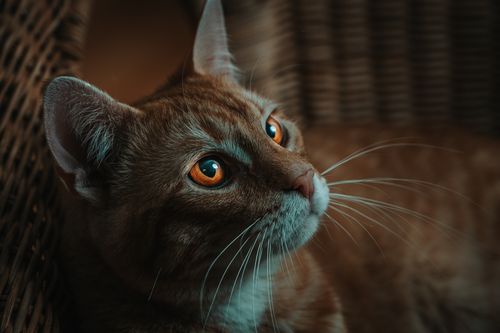 Free Ginger cat with white stripes and golden eyes with long whiskers lying in wicker basket in light room Stock Photo
