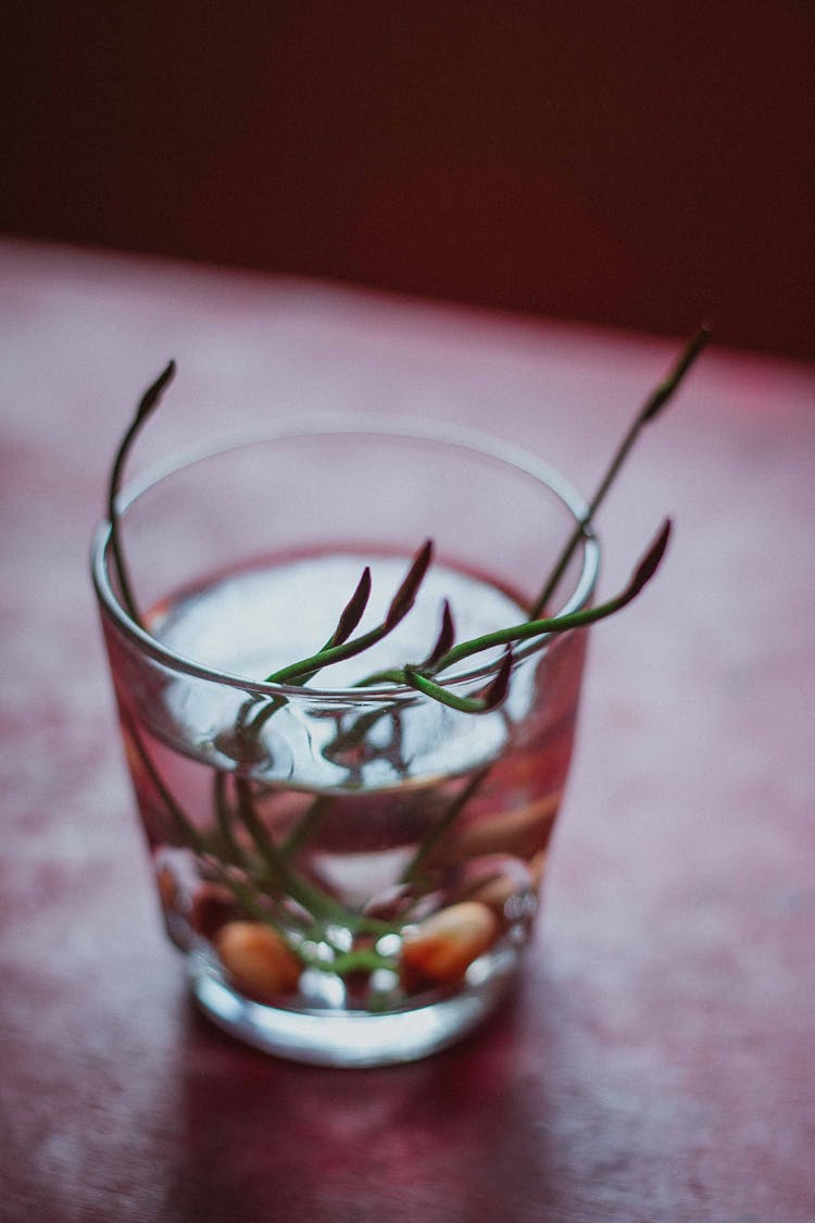 Seedling Growing Roots In Water