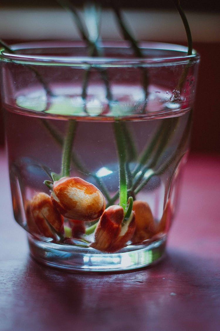 Seedling Growing Roots In Water