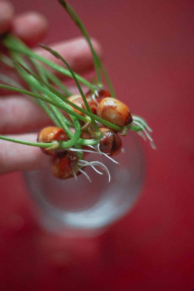 Close-up Of Plant Growing Roots