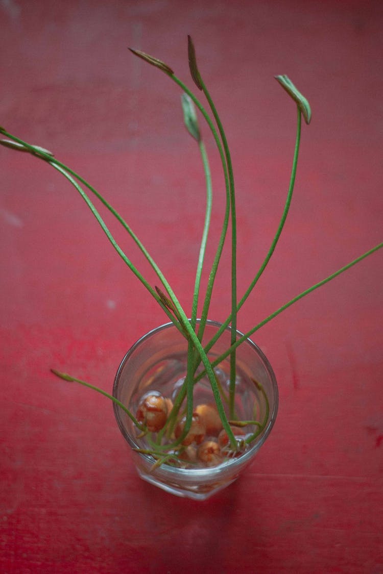 Plant Growing Roots In Water