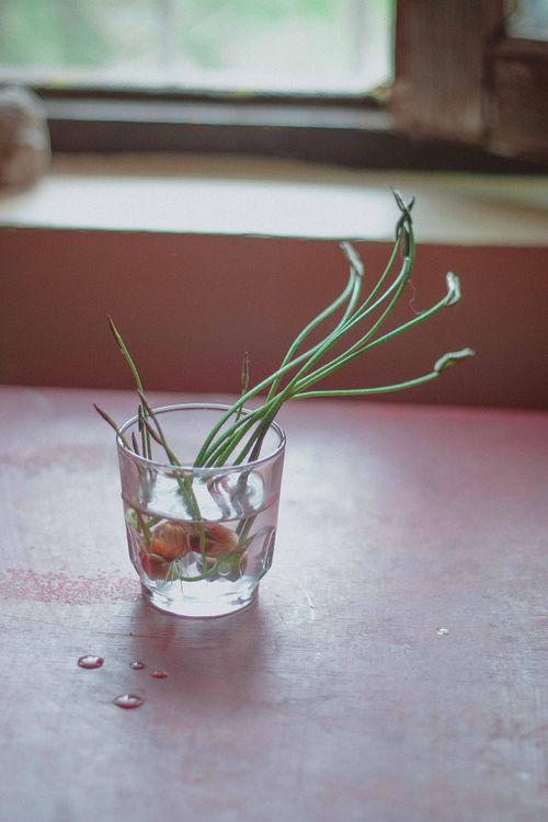 Free Spring onions sprouting in water inside a glass on a kitchen counter. Stock Photo