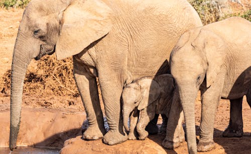 Ücretsiz afrika filleri, büyükbaş hayvan sürüsü, buzağı içeren Ücretsiz stok fotoğraf Stok Fotoğraflar