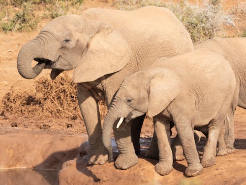 Ücretsiz filler, hayvan fotoğrafçılığı, hayvanlar içeren Ücretsiz stok fotoğraf Stok Fotoğraflar