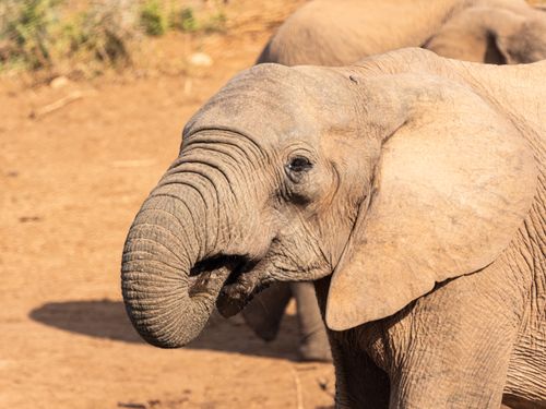 Free Detailed close-up of an African elephant (Loxodonta africana) in the wild. Stock Photo
