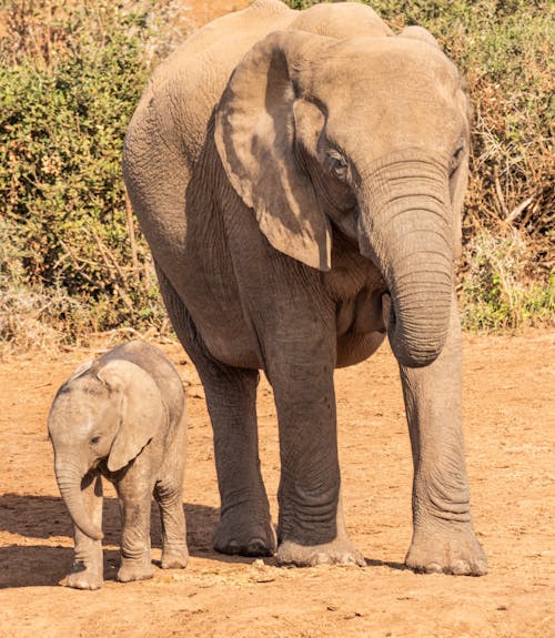 An Elephant With Its Calf