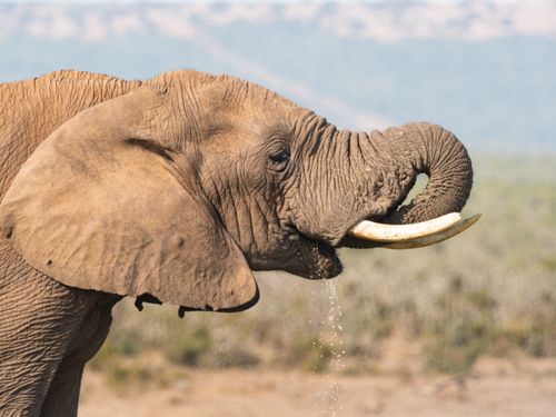 Free Close-up of an African elephant drinking water in the wild, showcasing its trunk and tusks. Stock Photo