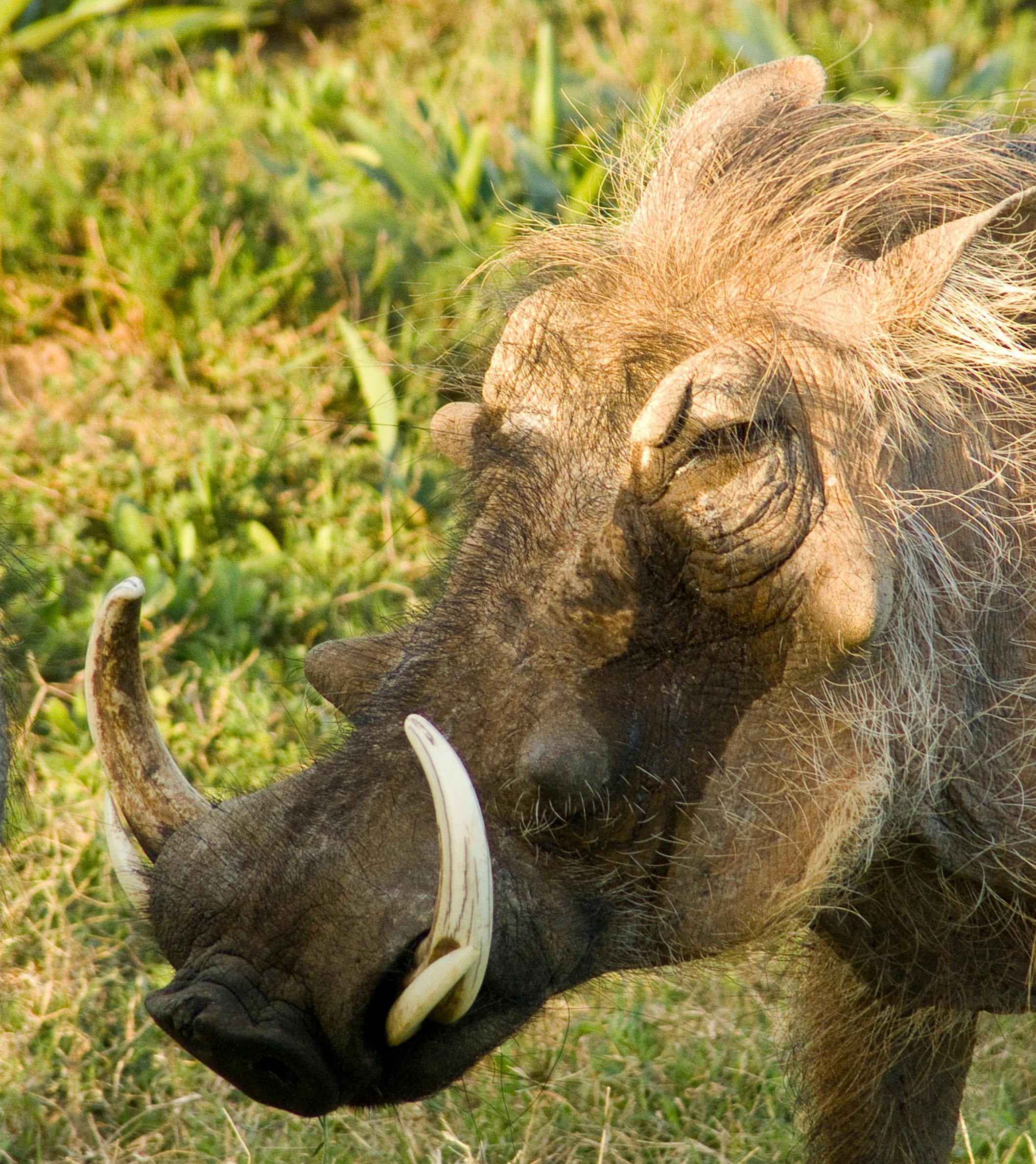 Warthog Tusks