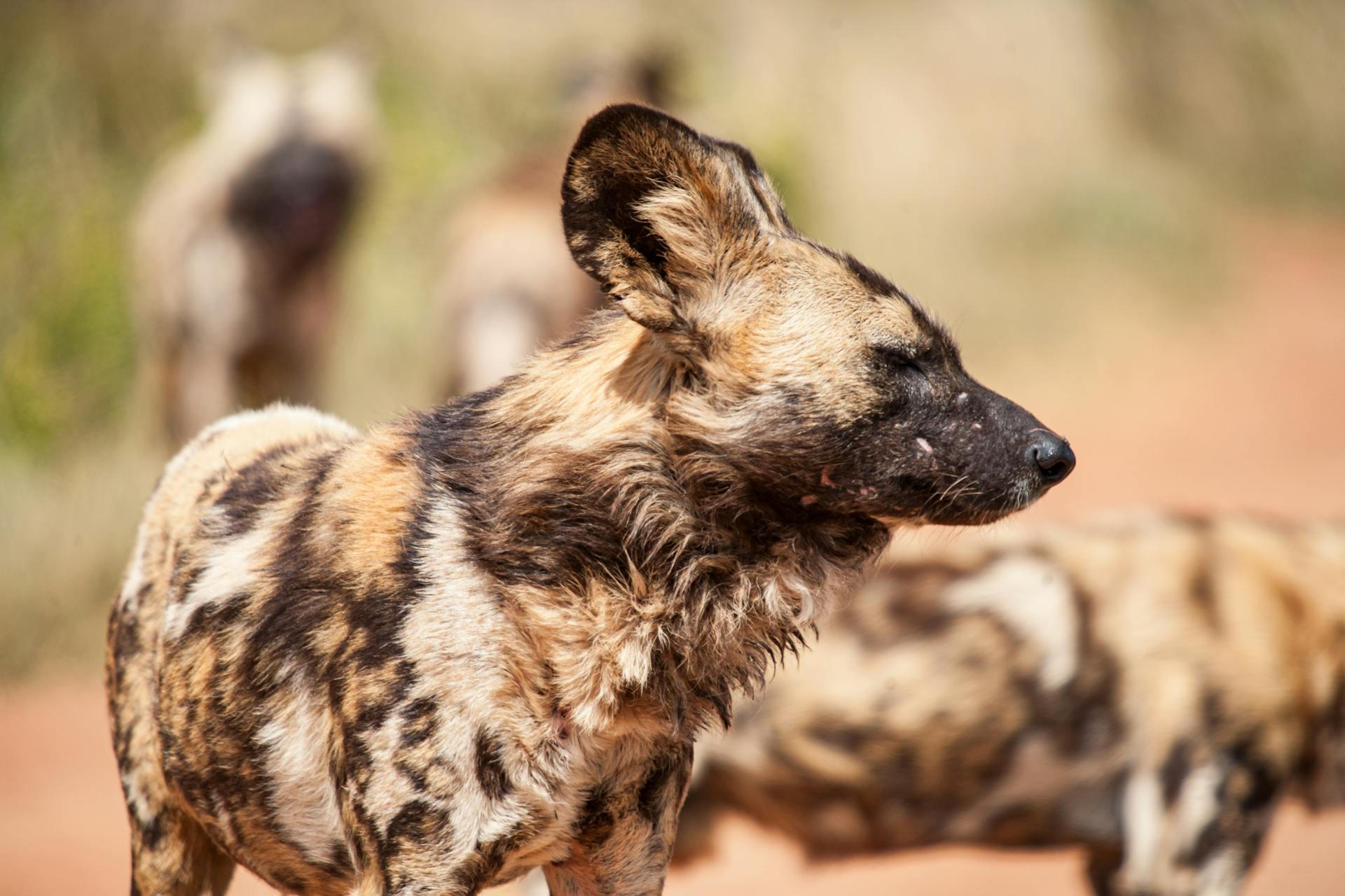 African wild dogs in nature in sunny day