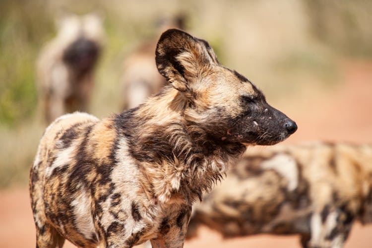 African Wild Dogs In Nature In Sunny Day