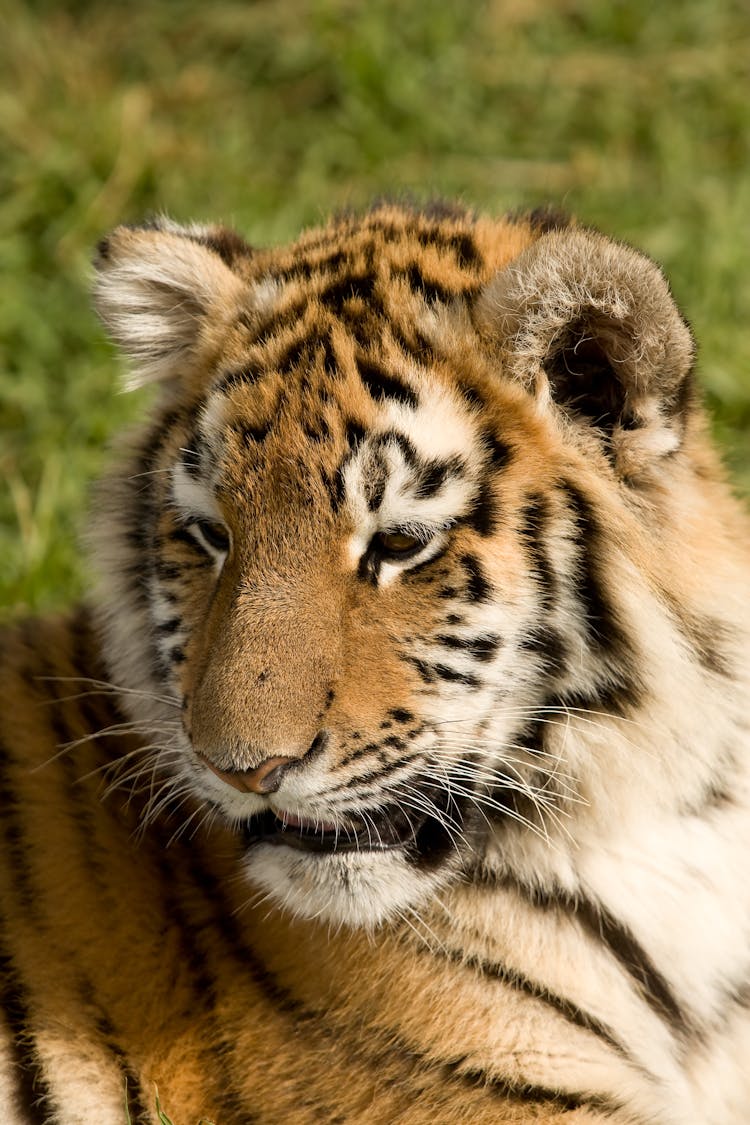 Wild Tiger Lying On Green Grass In Safari Park