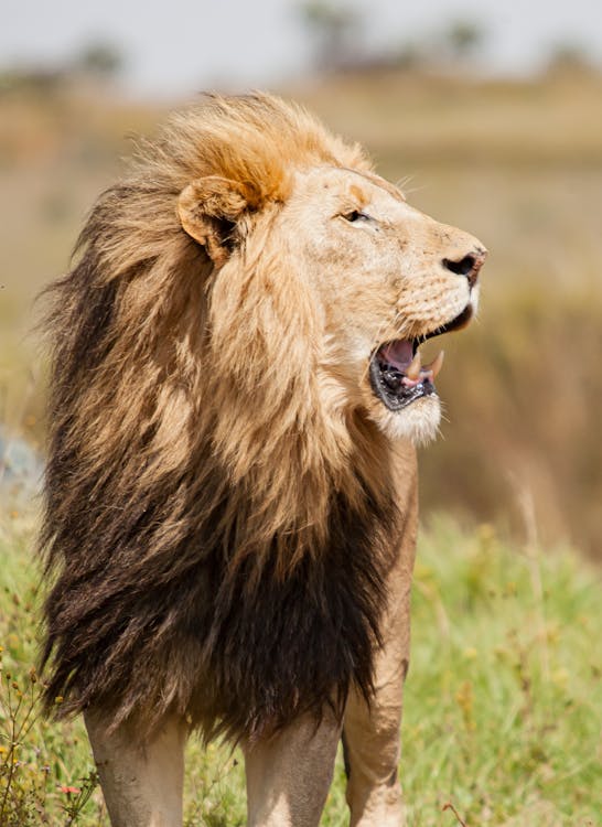 Wild lion standing with opened mouth in nature in sunny day