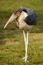 Marabou Stork on the Grass