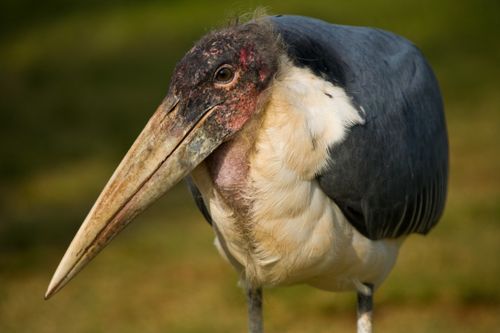 Free A detailed close-up shot of a marabou stork standing in its natural habitat. Stock Photo