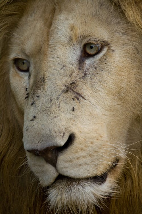 Closeup of muzzle of wild lion with long mane looking away in daytime