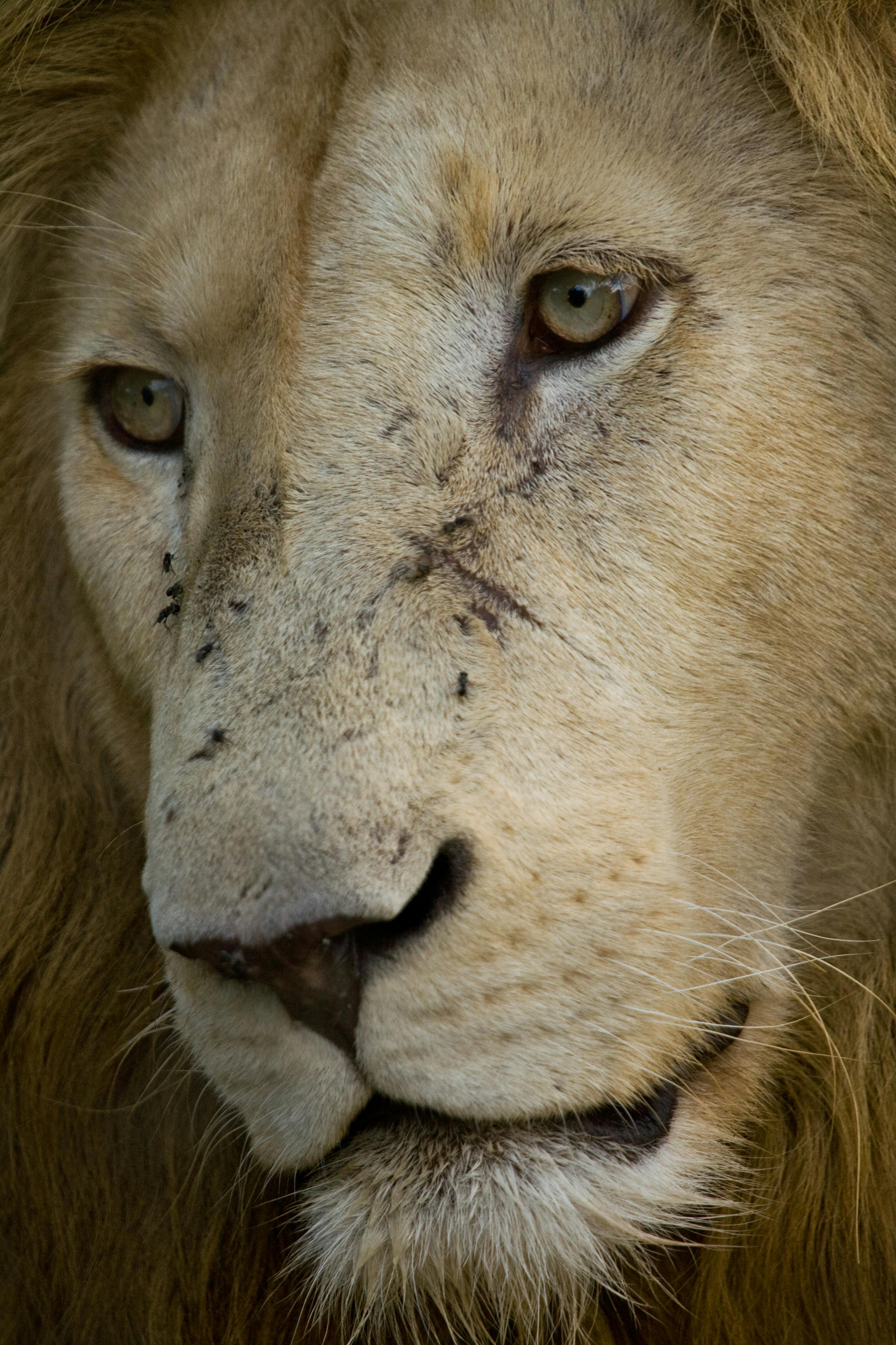 Top hơn 98 hình nền sư tử mới nhất - Tin Học Vui