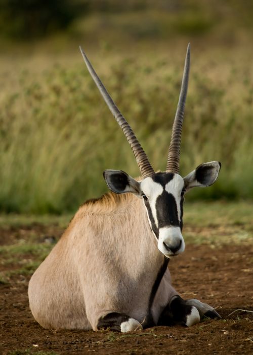 Free Wild oryx gazella with long horns and spotted muzzle lying on ground against green plants in safari park in daytime Stock Photo