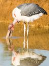 Leptoptilos with thin legs drinking water from pond