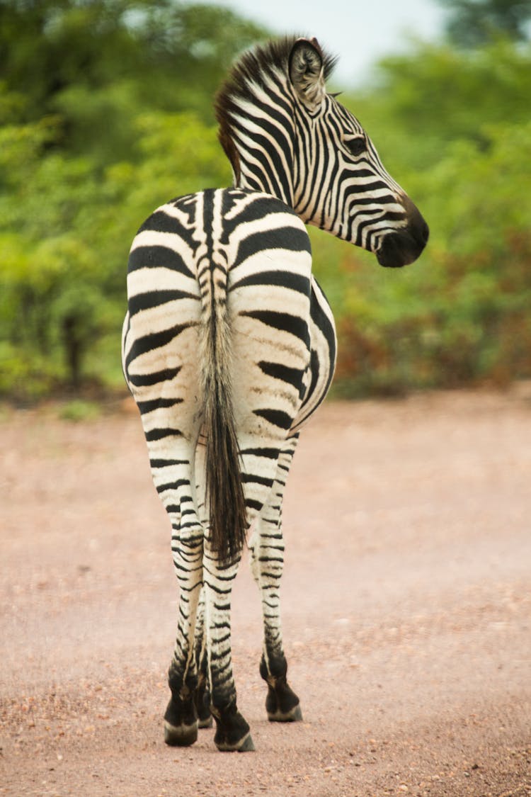 Wild Zebra With Short Mane