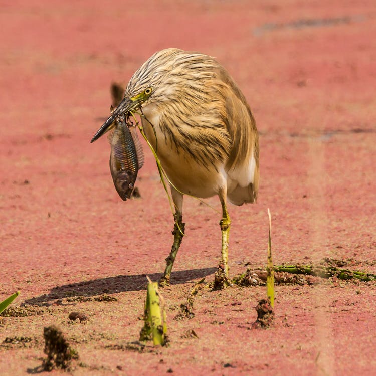 A Squacco Heron Catching A Fish