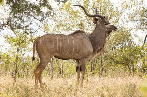 Free Graceful antelope with sharp curved horns in high dry grass among green trees Stock Photo