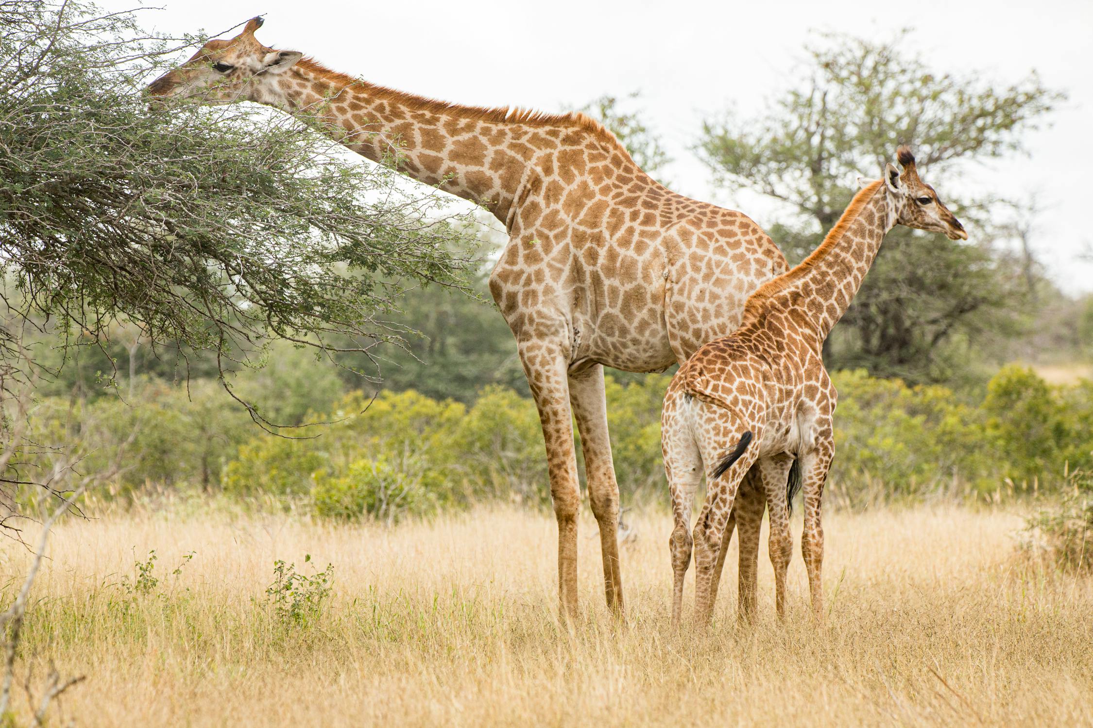 Giraffes grazing in high grass near trees · Free Stock Photo