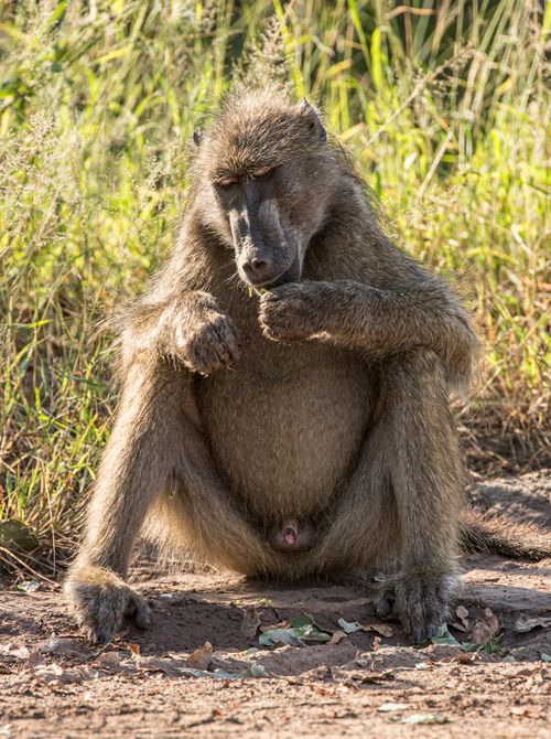 Free Fluffy funny wild monkey eating grass on ground near fresh verdant lawn on sunny day Stock Photo