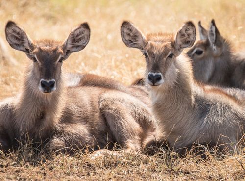Free Herd of wild deer with fluffy brown fur lying in dry grass of savannah Stock Photo