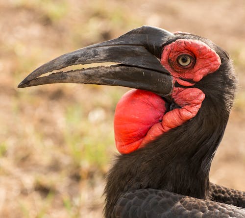 Southern wild ground hornbill in nature of Africa