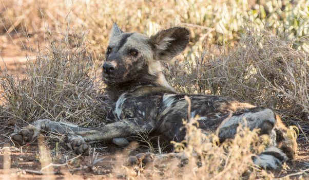 Carnivore wild hyena resting on ground of lawn with dry grass of savanna in daytime