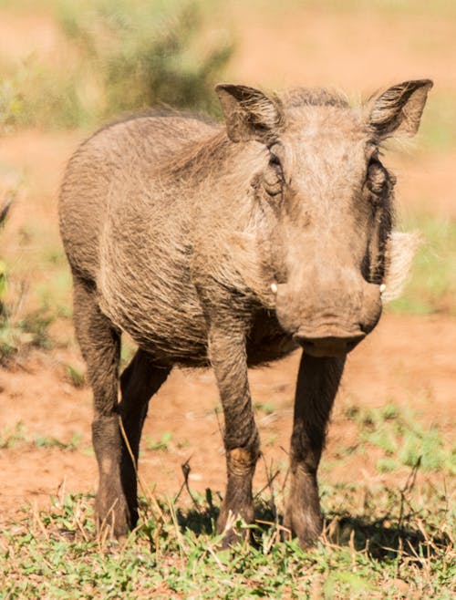 Free Common warthog on grass of savanna Stock Photo