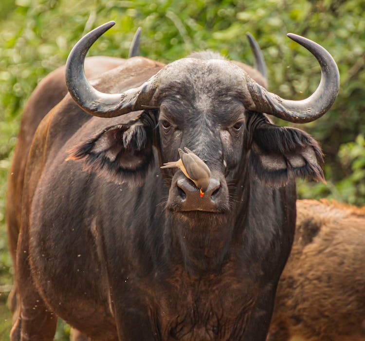 African Buffalo With Oxpecker On Nose