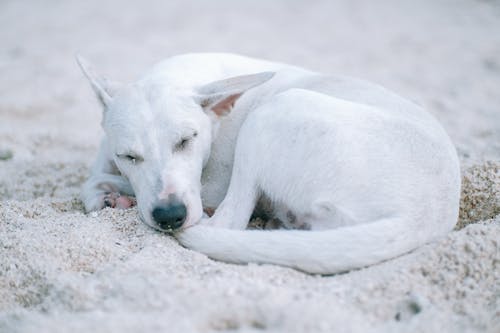A Dog Lying on White Sand