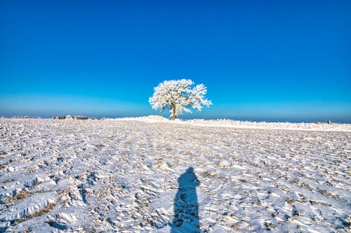 Photos gratuites de arbre, ciel bleu, clairière