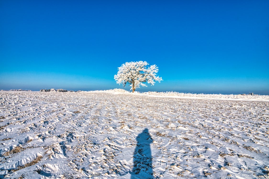 A Snow Covered Tree on Snow Covered Ground