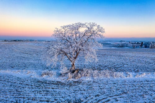 Snow Covered Tree In The Middle Of A Farmland At Winter