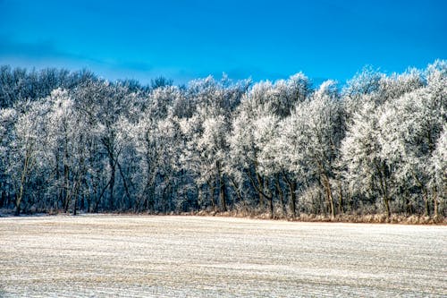 Gratis stockfoto met bevroren, blauwe lucht, bomen