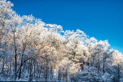 Gratis stockfoto met bevroren, bomen, buitenshuis