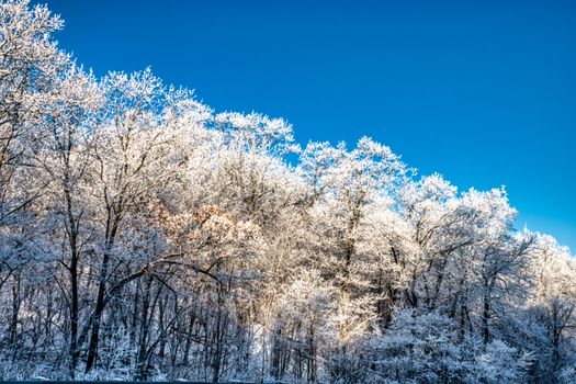 A serene winter landscape of snow-covered trees against a vibrant blue sky in Lake City, MN.