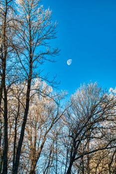 A serene winter landscape showing frost-covered trees and a clear blue sky with the moon.